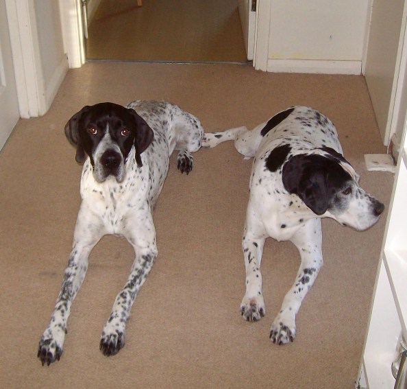 Fifty (on left) and Lotte - temporary Writer's Dogs